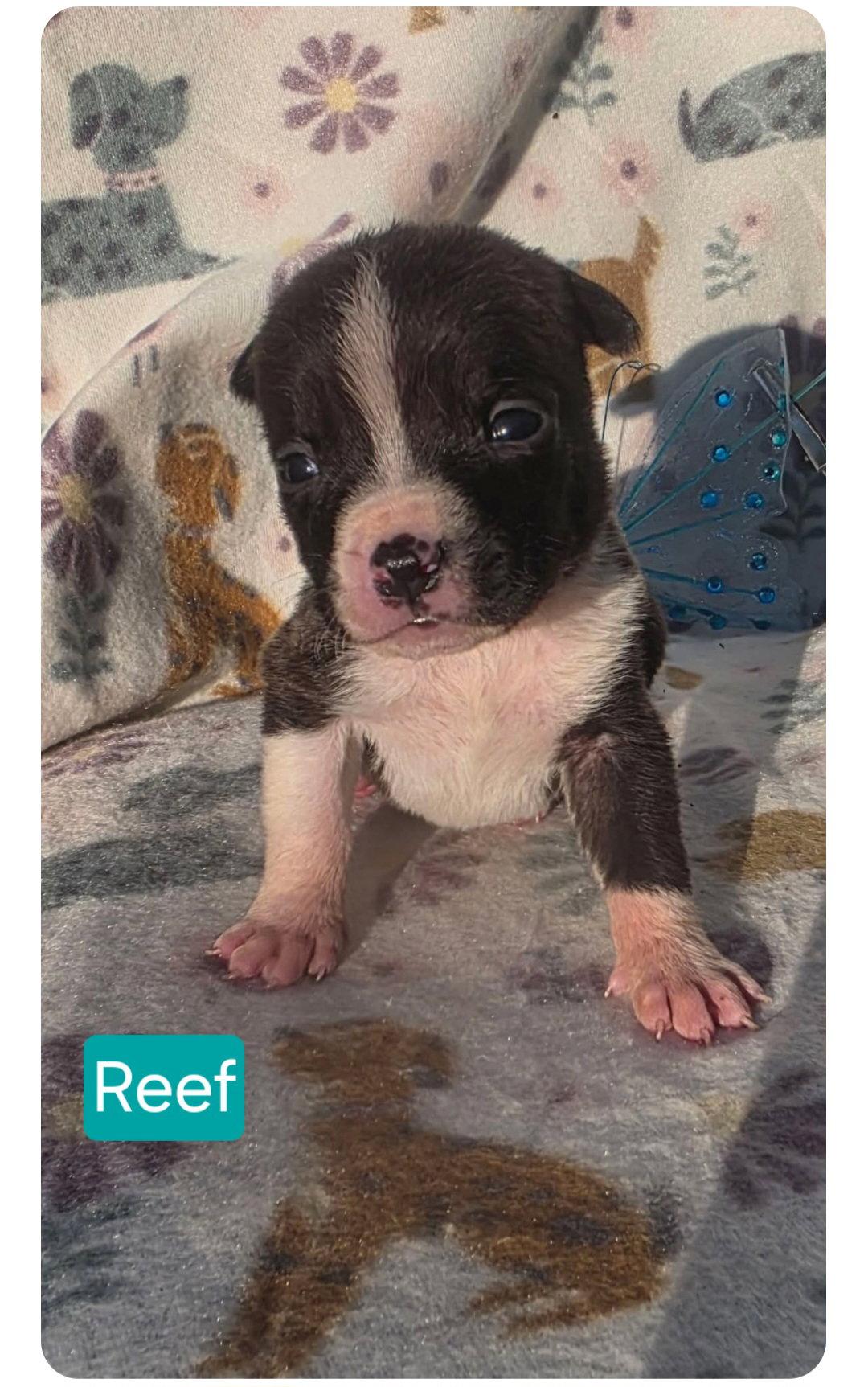 Reef, a Adoptable Pit Bull Terrier in Elgin, IL image 3/3