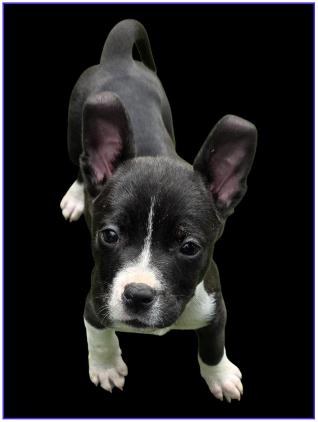 Enlarge Reef, a Adoptable Pit Bull Terrier in Elgin, IL image 3/3