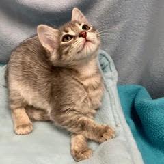 Delta, an adopted Tabby in Green Valley, AZ image 2/5