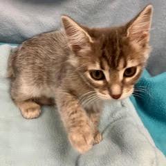 Delta, adopted, Kitten Female Tabby.