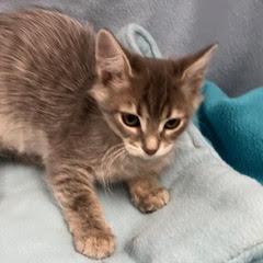 Delta, an adopted Tabby in Green Valley, AZ image 3/5
