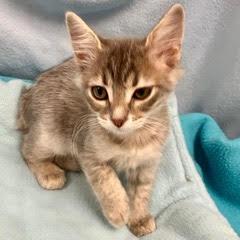 Delta, an adopted Tabby in Green Valley, AZ image 5/5