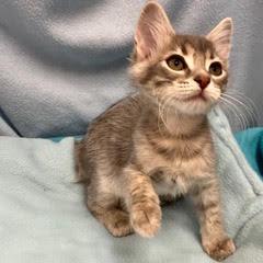 Delta, an adopted Tabby in Green Valley, AZ image 4/5