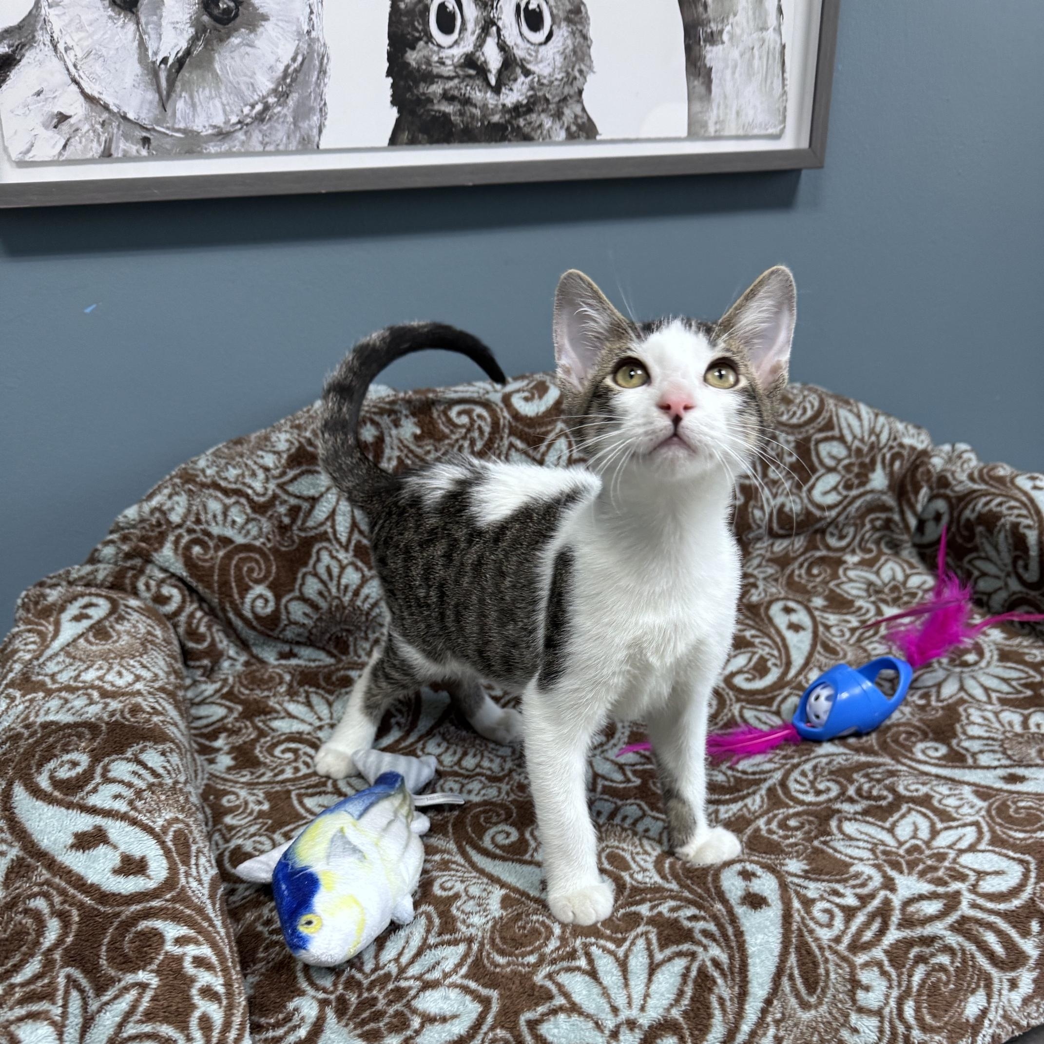 Enlarge Ghost - 721, a Adoptable Domestic Short Hair in Sunset Hills, MO image 2/5