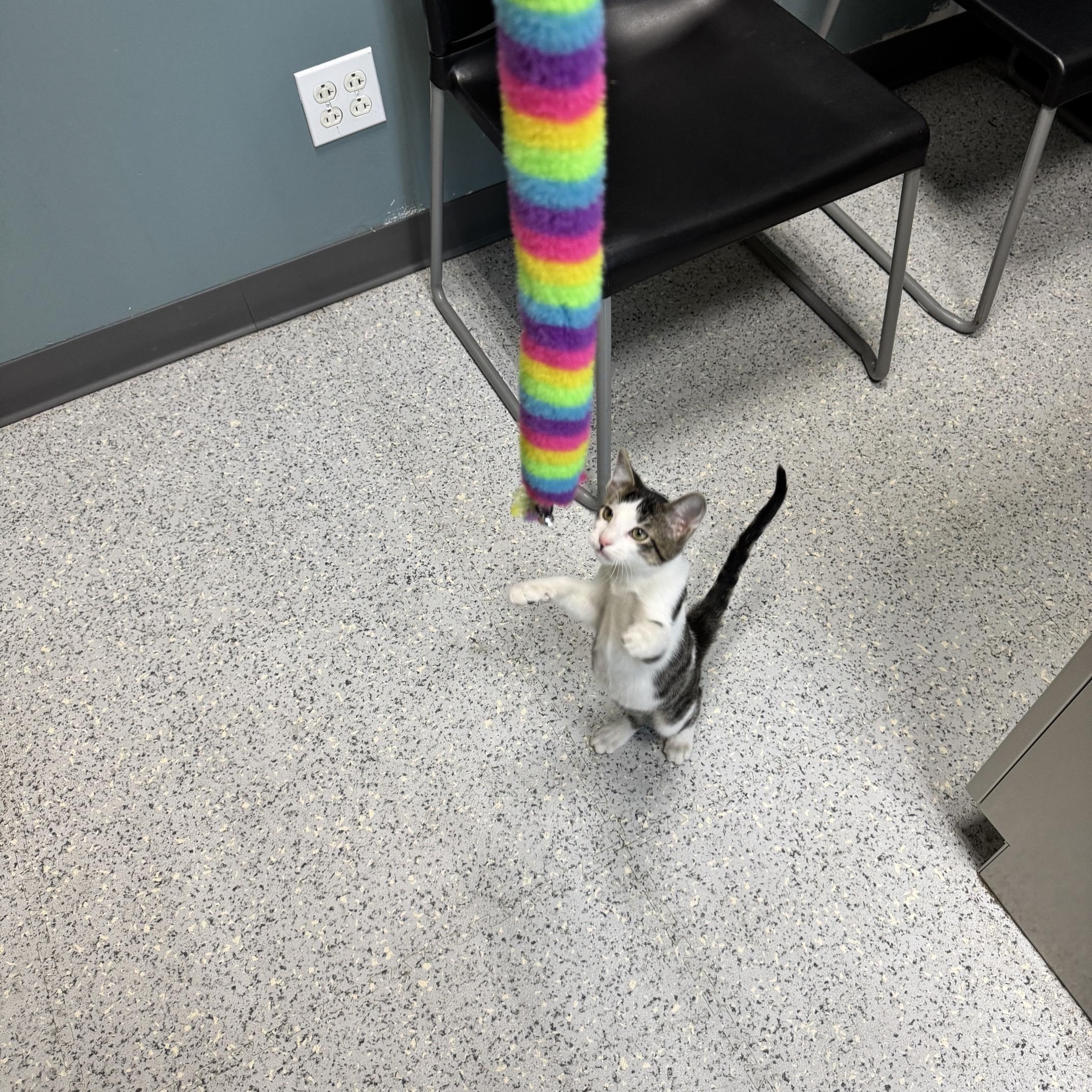 Enlarge Ghost - 721, a Adoptable Domestic Short Hair in Sunset Hills, MO image 4/5