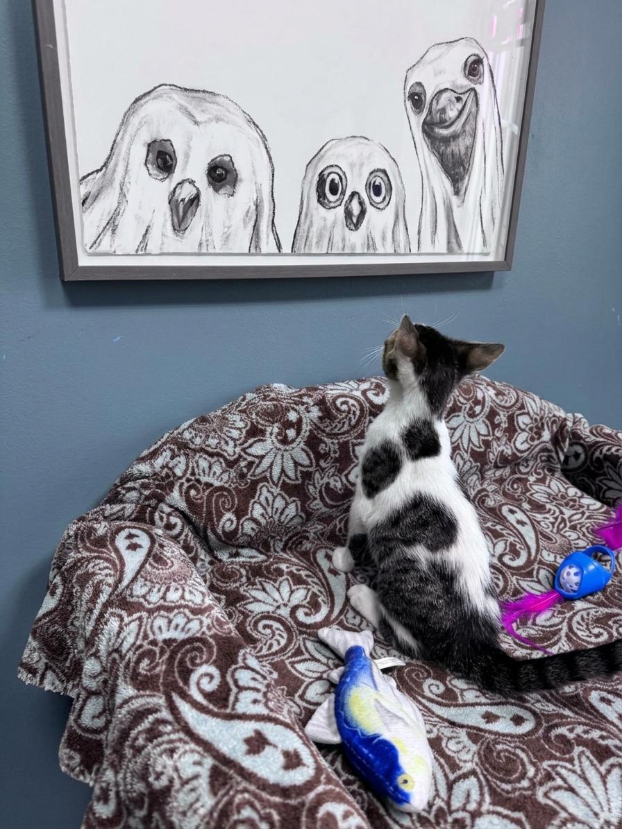 Enlarge Ghost - 721, a Adoptable Domestic Short Hair in Sunset Hills, MO image 3/5