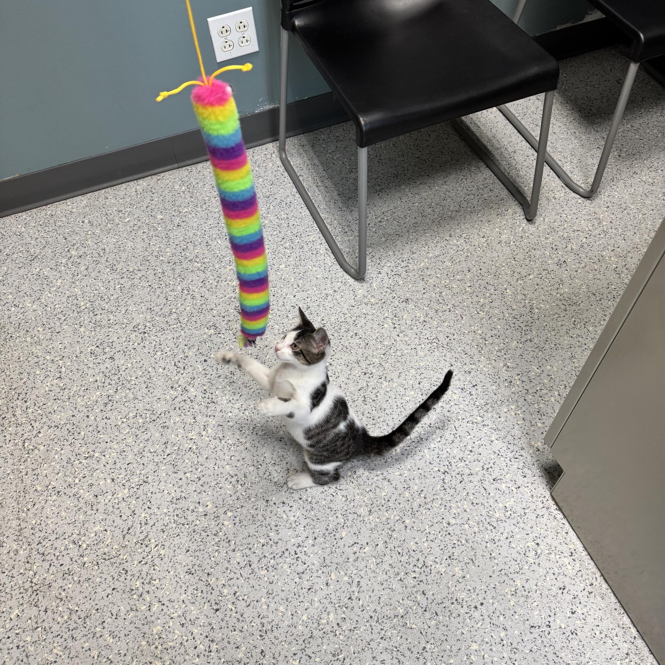 Enlarge Ghost - 721, a Adoptable Domestic Short Hair in Sunset Hills, MO image 5/5
