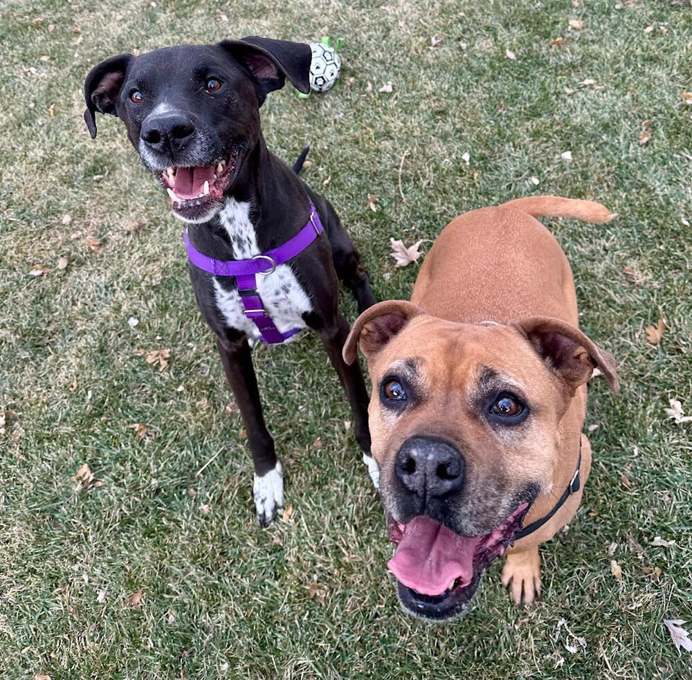 Lady, a Adoptable mixed breed in Denver, CO image 1/6