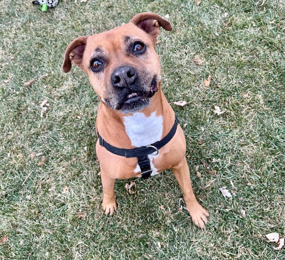 Lady, a Adoptable mixed breed in Denver, CO image 2/6