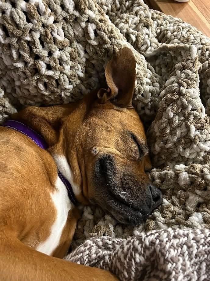 Lady, a Adoptable mixed breed in Denver, CO image 5/6