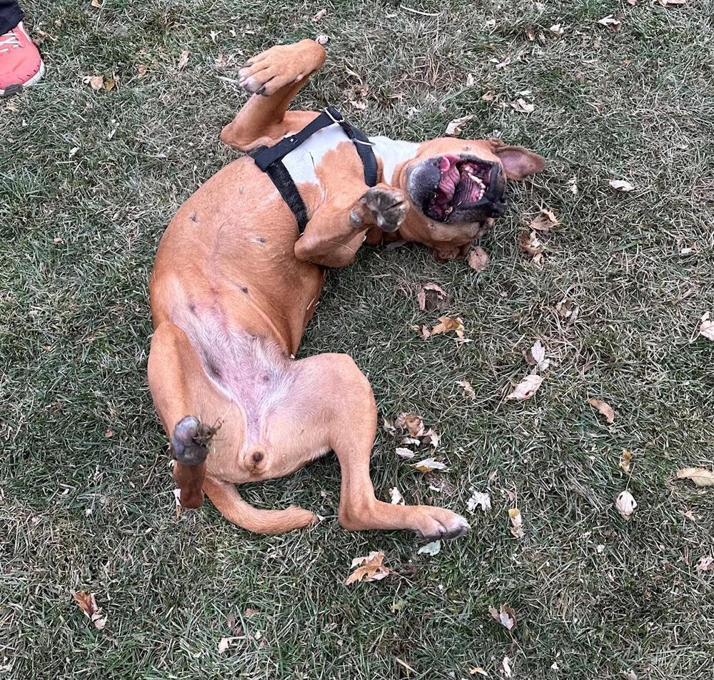 Lady, a Adoptable mixed breed in Denver, CO image 6/6