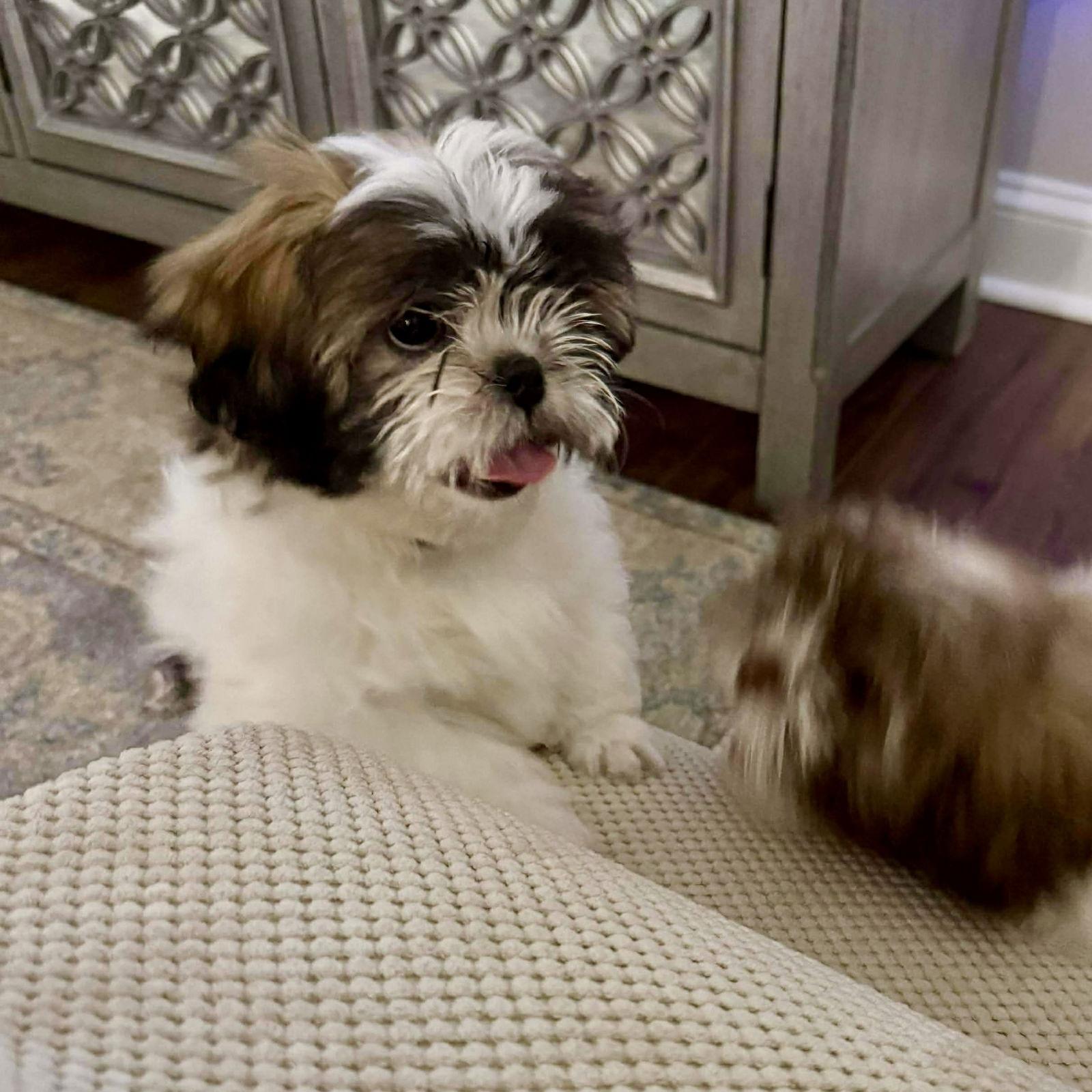 Ginger, Adopted, Puppy Female Shih Tzu & Lhasa Apso.