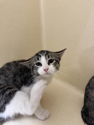 Jonah, Adoptable, Kitten Male Domestic Short Hair & Domestic Short Hair.