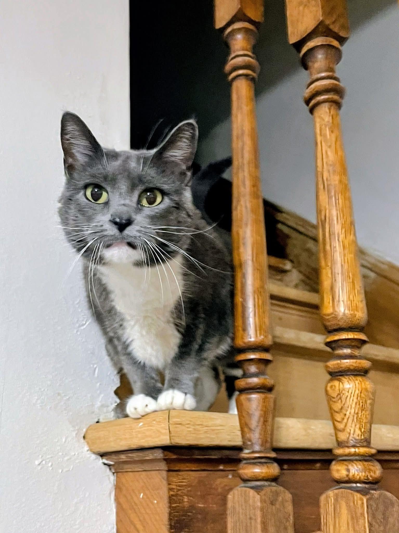 Enlarge Mochi, a ADOPTABLE Domestic Short Hair in Sawyer, ND image 4/4