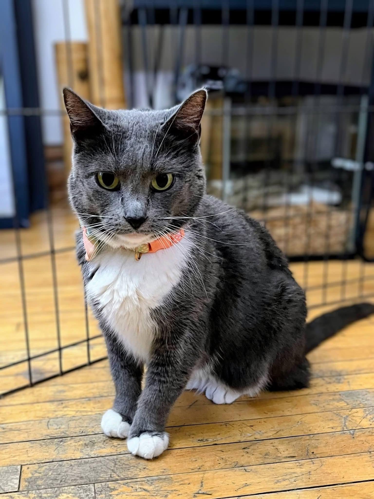 Mochi, ADOPTABLE, Adult Female Domestic Short Hair.