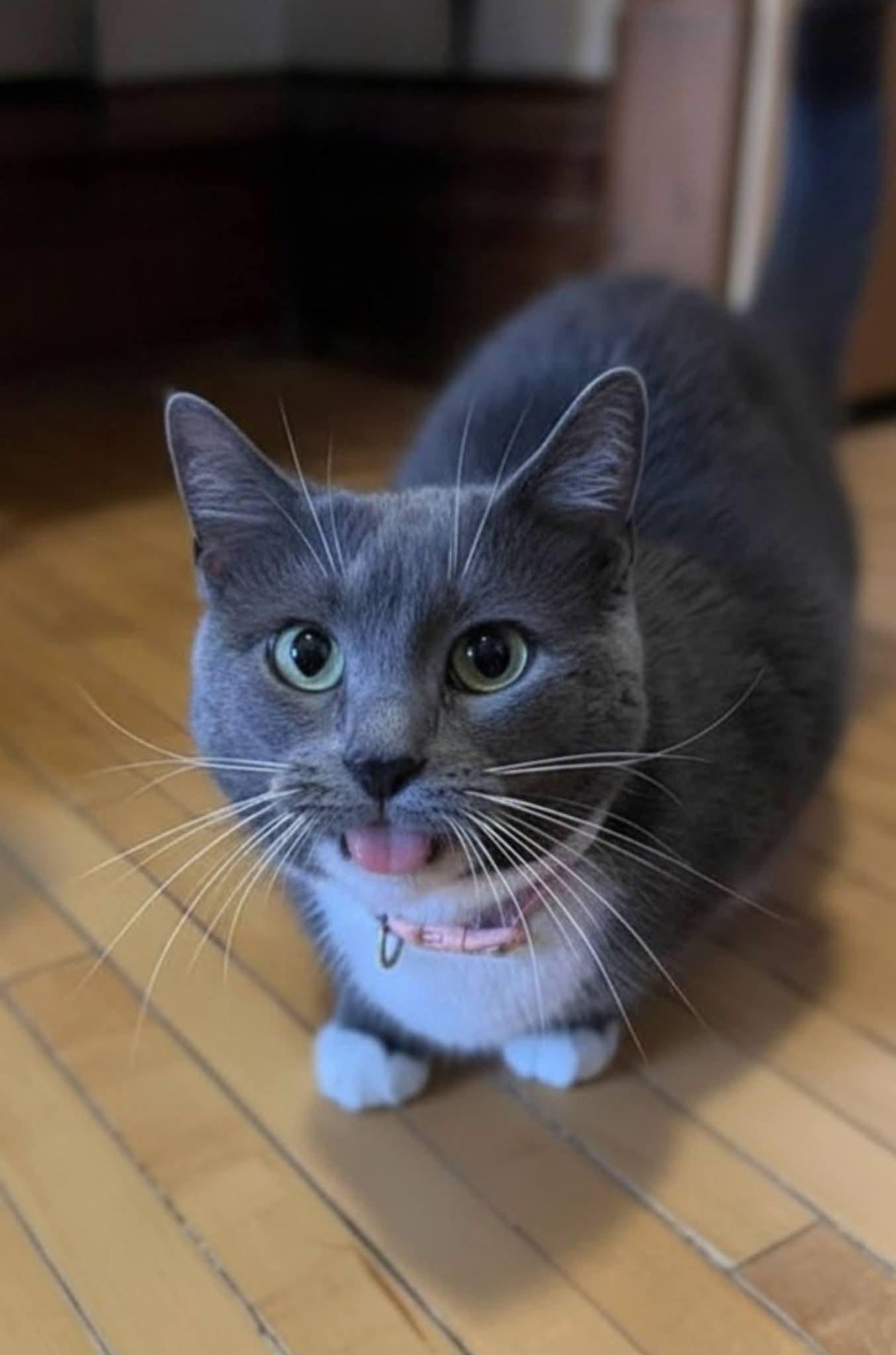 Enlarge Mochi, a ADOPTABLE Domestic Short Hair in Sawyer, ND image 3/4