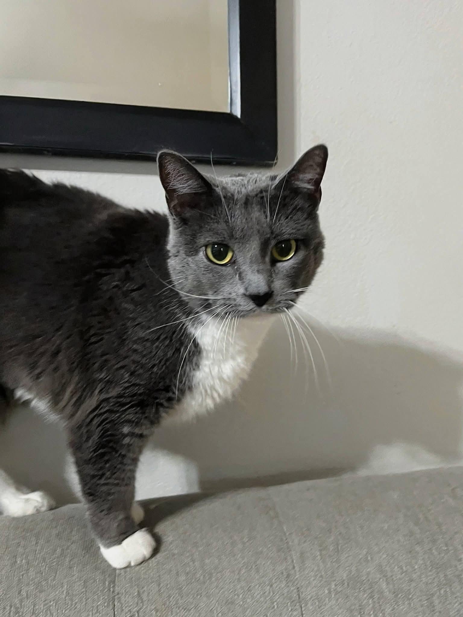 Enlarge Mochi, a ADOPTABLE Domestic Short Hair in Sawyer, ND image 2/4
