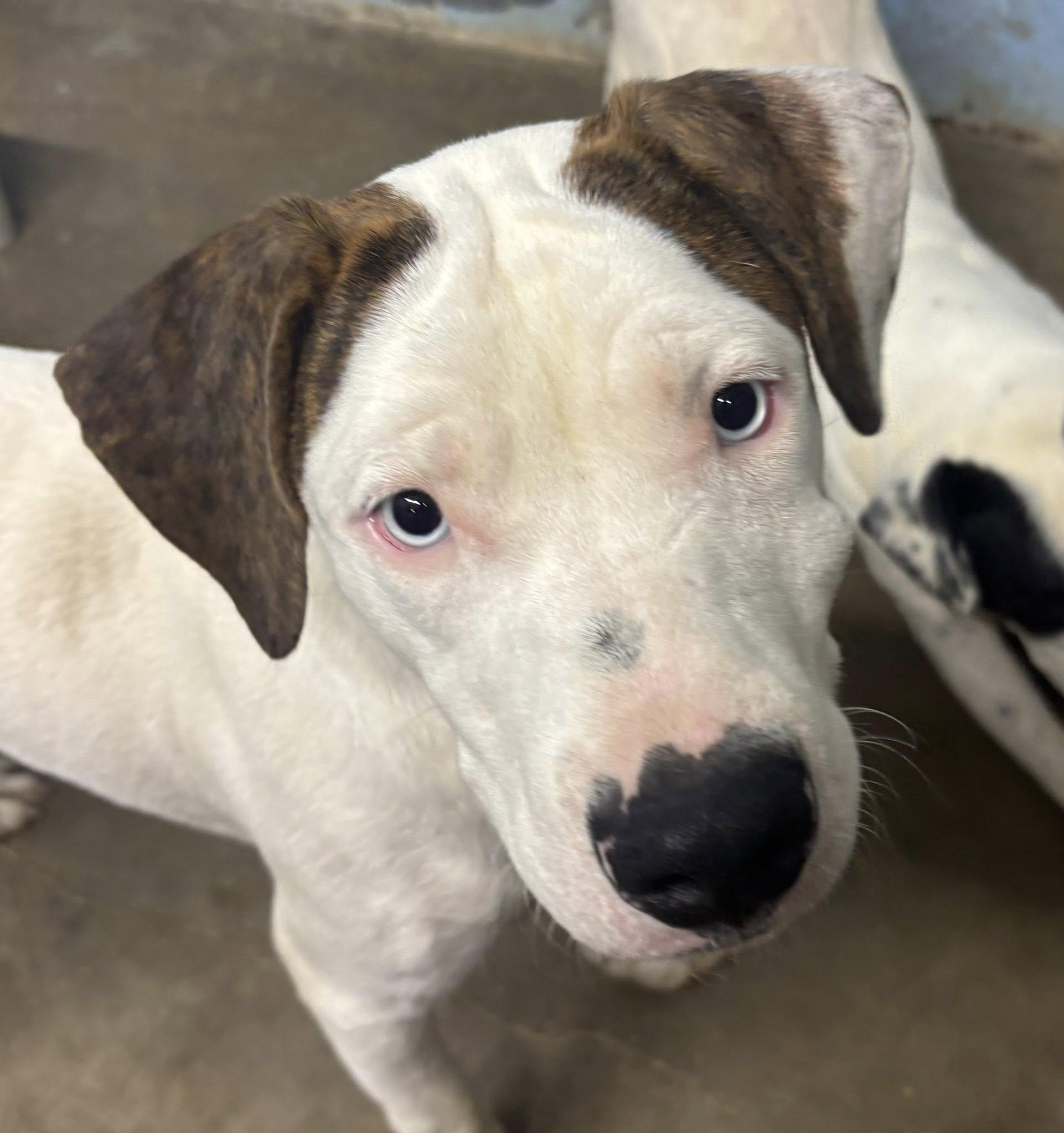 Jay, Adoptable, Young Male Pit Bull Terrier.