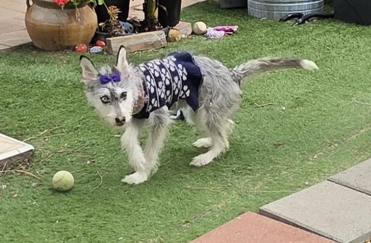 Kia, a ADOPTABLE mixed breed in Fallbrook, CA image 2/6