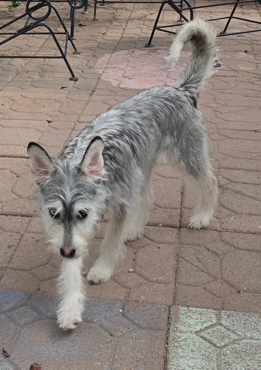 Kia, a ADOPTABLE mixed breed in Fallbrook, CA image 3/6