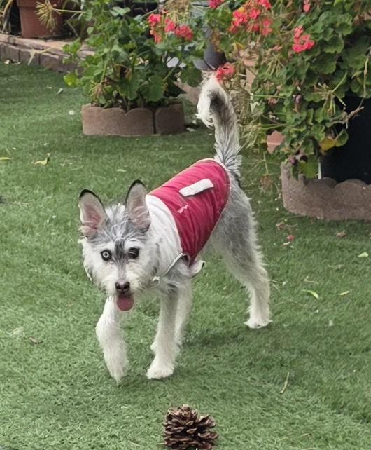 Kia, a ADOPTABLE mixed breed in Fallbrook, CA image 5/6