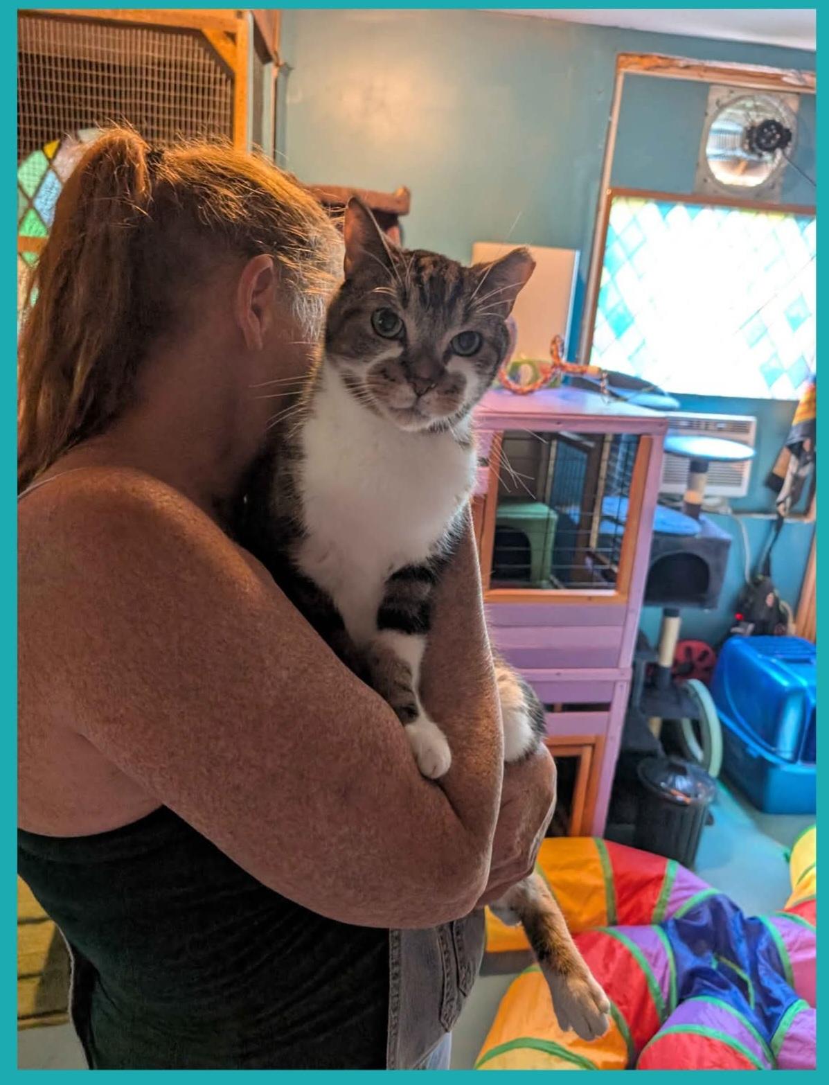 STEVE, ADOPTABLE, Adult Male American Shorthair.