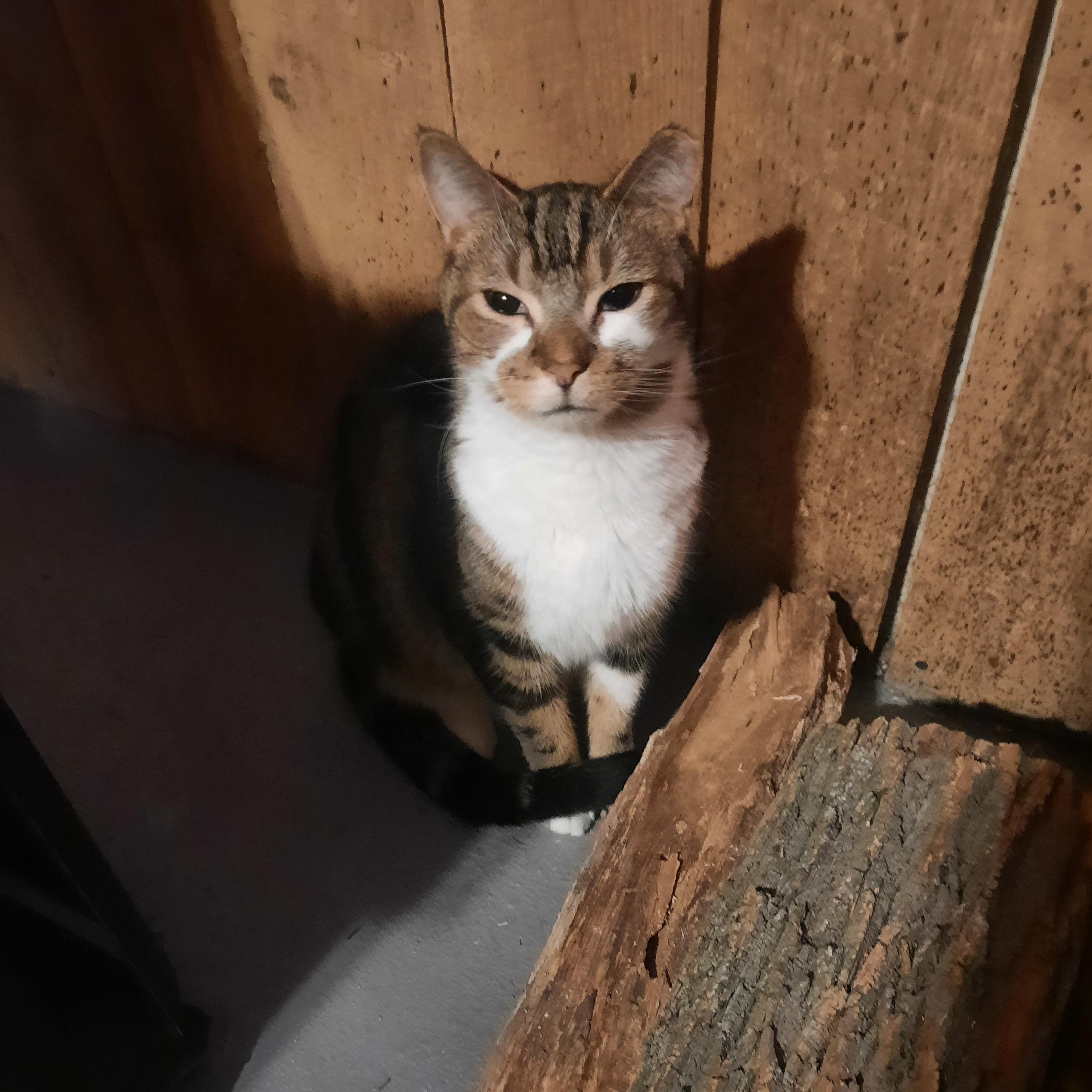 Enlarge STEVE, a ADOPTABLE American Shorthair in Eagle Bridge, NY image 5/5