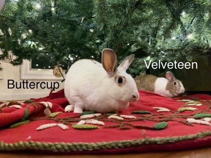 Buttercup (& Velveteen), a Adoptable mixed breed in Fairfax, VA image 1/3