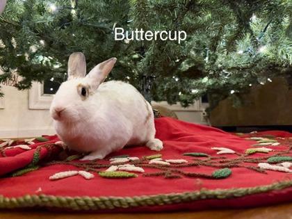 Buttercup (& Velveteen), a Adoptable mixed breed in Fairfax, VA image 2/3