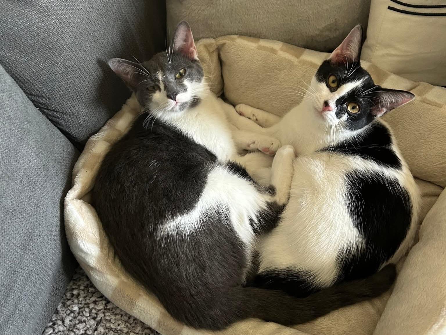 Emmy Lou and Dolly, a Adoptable Domestic Short Hair in Amsterdam, NY image 1/5