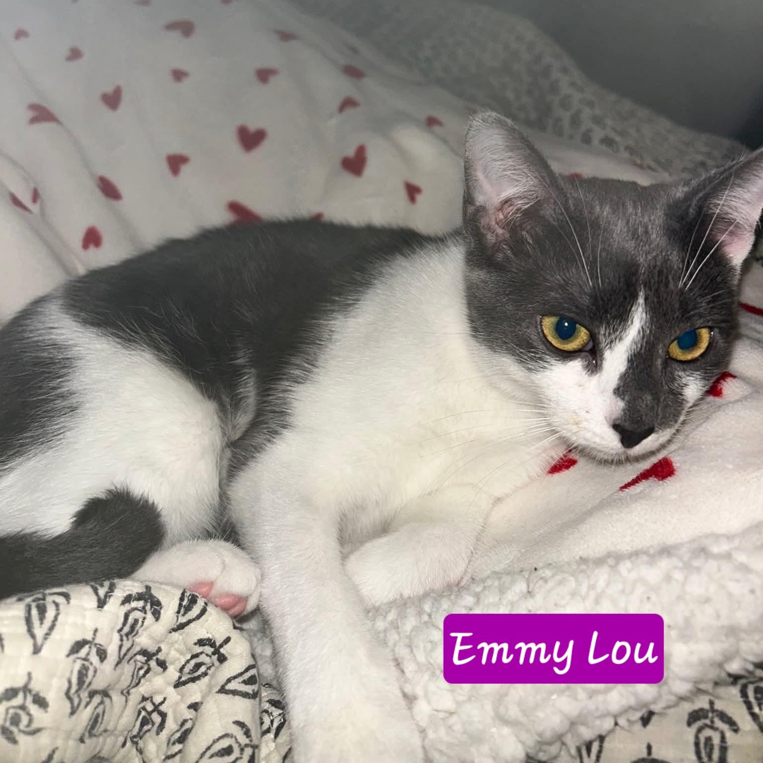 Emmy Lou and Dolly, a Adoptable Domestic Short Hair in Amsterdam, NY image 2/5