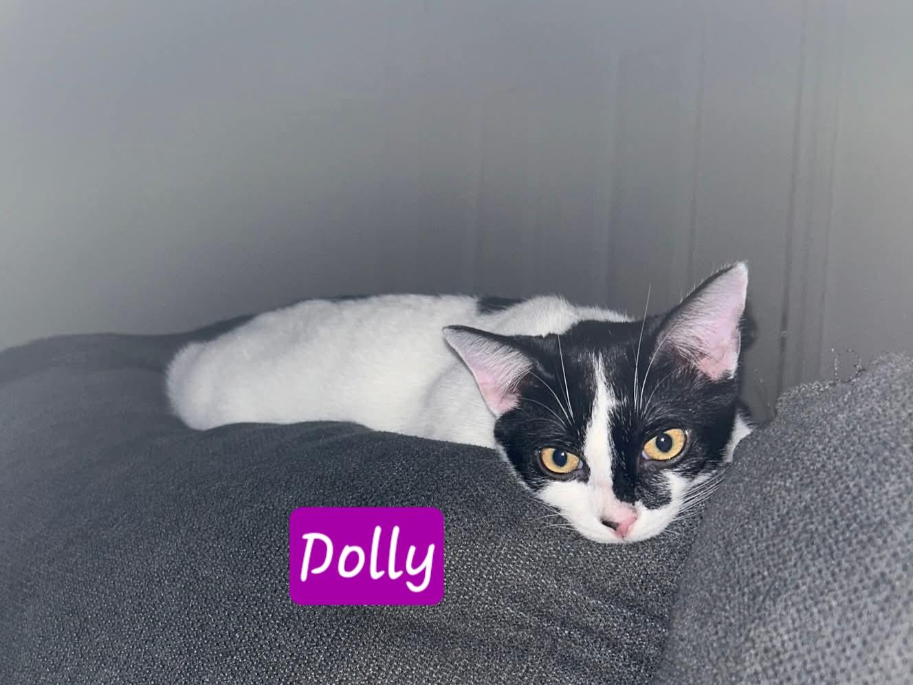 Emmy Lou and Dolly, a Adoptable Domestic Short Hair in Amsterdam, NY image 3/5