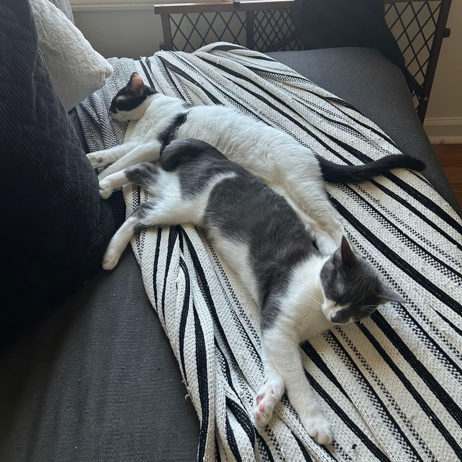 Emmy Lou and Dolly, a Adoptable Domestic Short Hair in Amsterdam, NY image 4/5