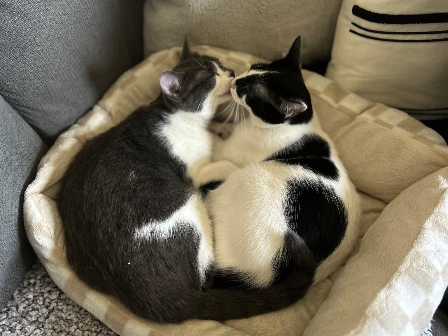 Emmy Lou and Dolly, a Adoptable Domestic Short Hair in Amsterdam, NY image 5/5