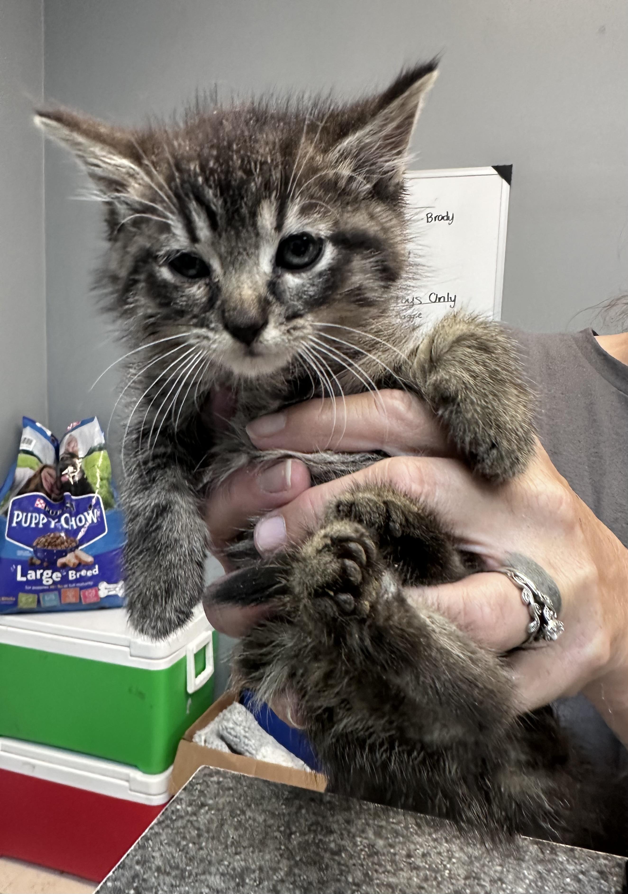 Houdini, an adopted Domestic Medium Hair in Dyersburg, TN image 2/2