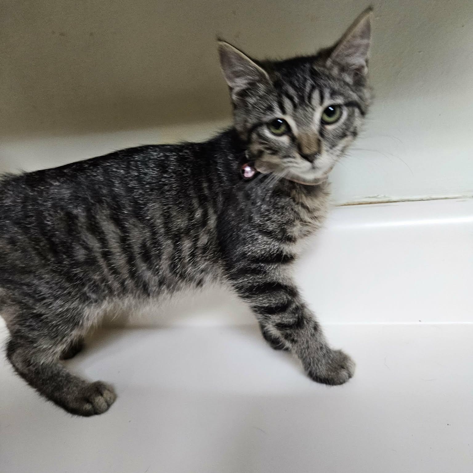 Houdini, adopted, Kitten Female Domestic Medium Hair.