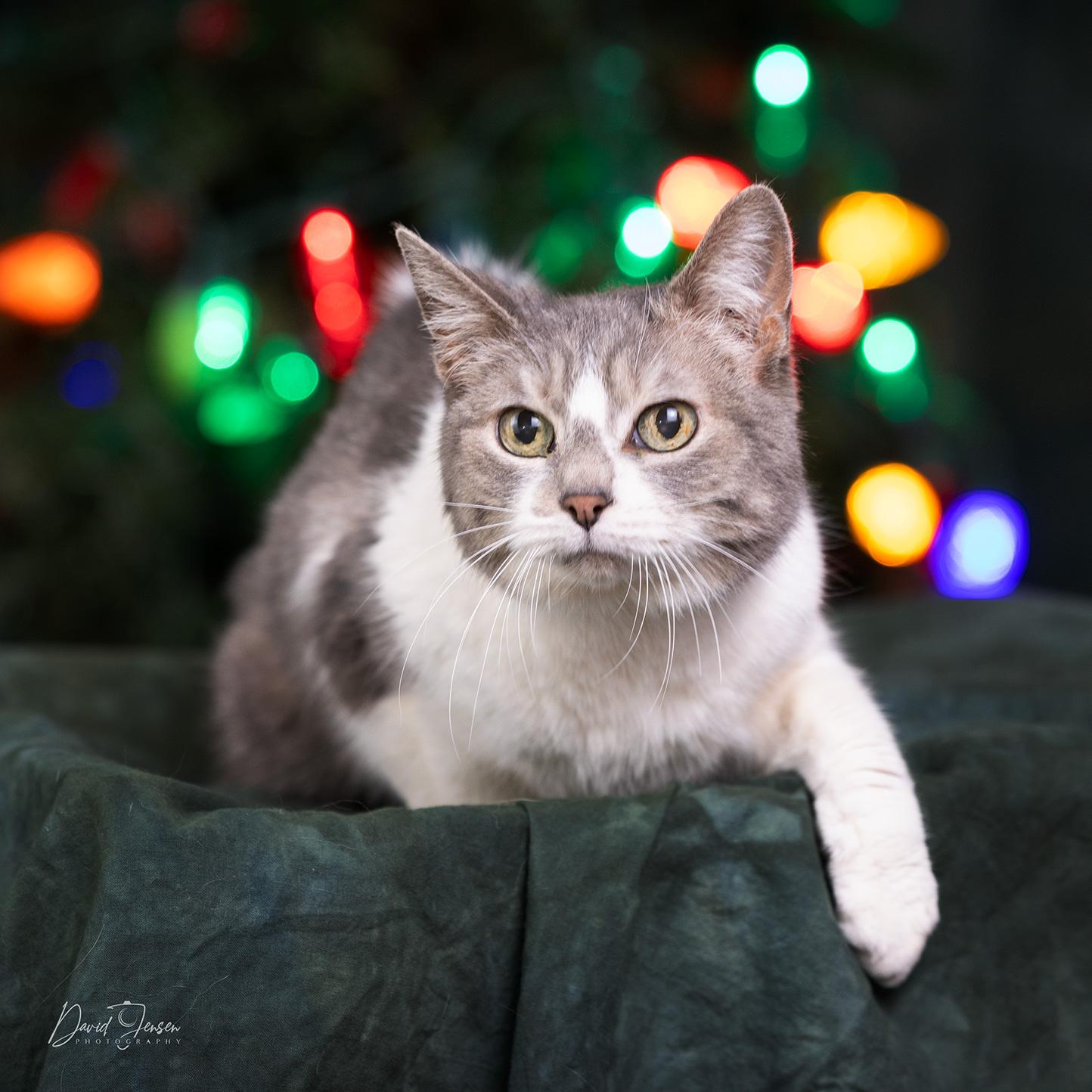 Shurlee, ADOPTABLE, Senior Female Domestic Short Hair.