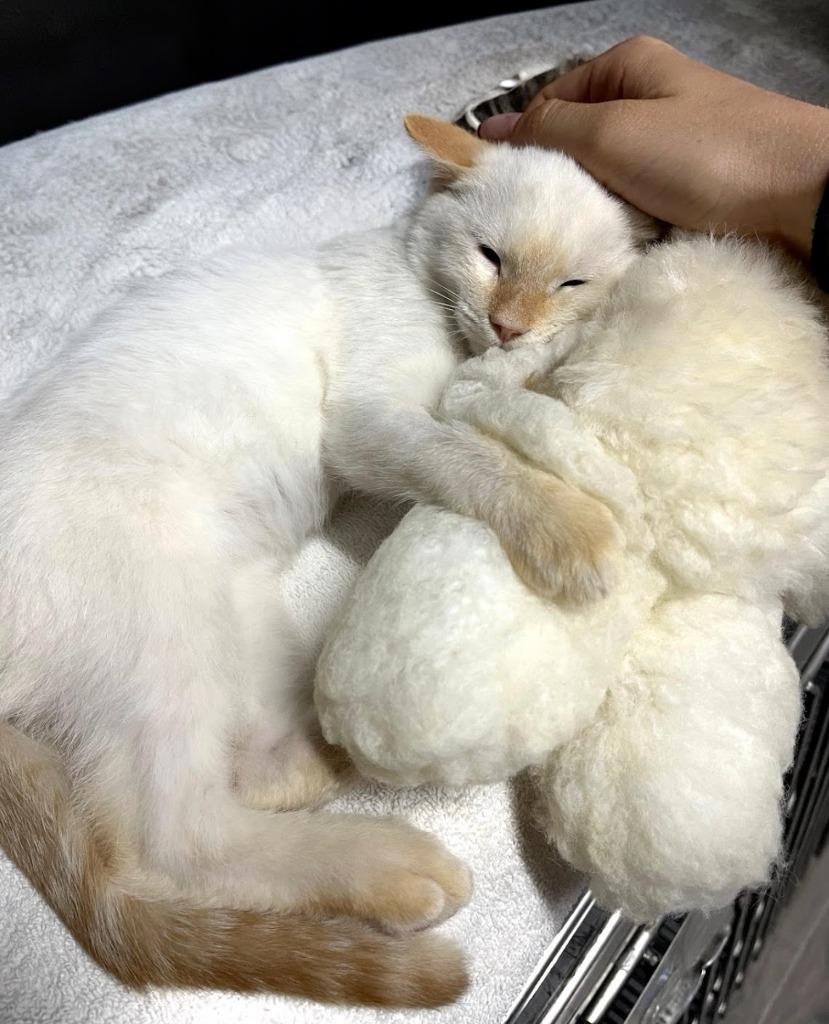 Enlarge Navi, an adopted Siamese in Corral del Risco, NAY image 3/4