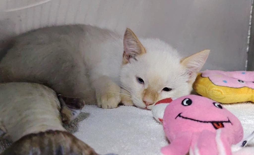 Enlarge Navi, an adopted Siamese in Corral del Risco, NAY image 4/4