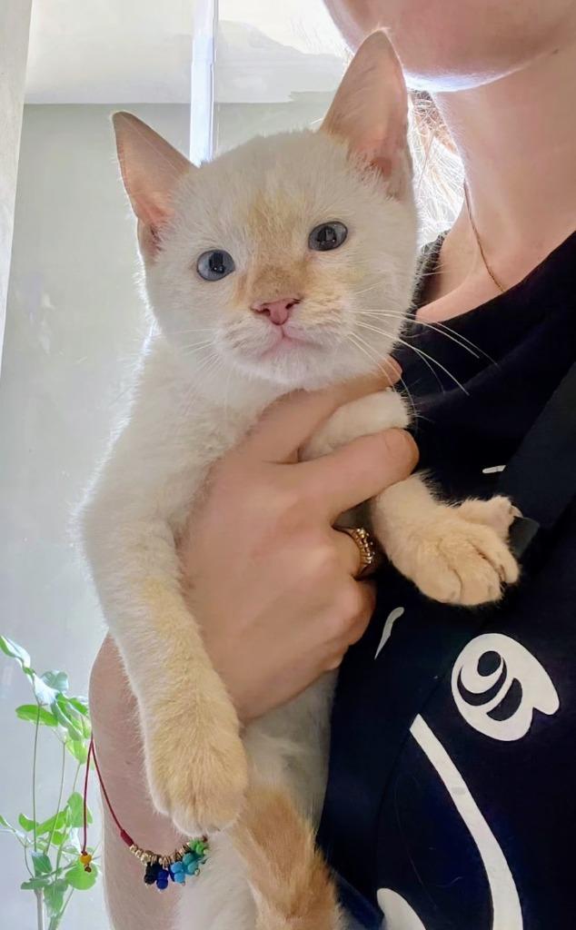 Enlarge Navi, an adopted Siamese in Corral del Risco, NAY image 2/4