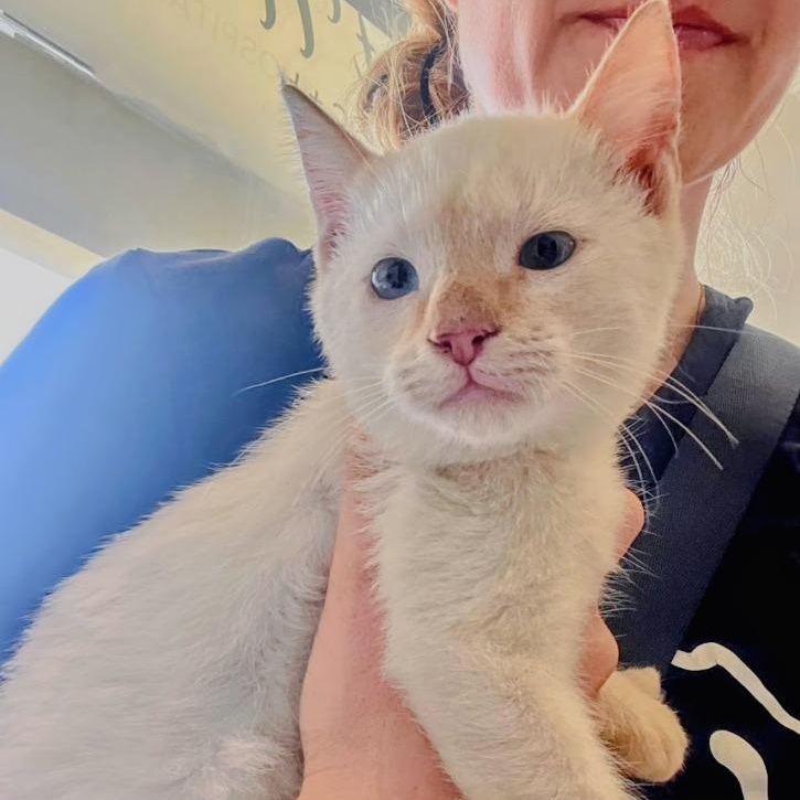 Navi, adopted, Young Male Siamese.