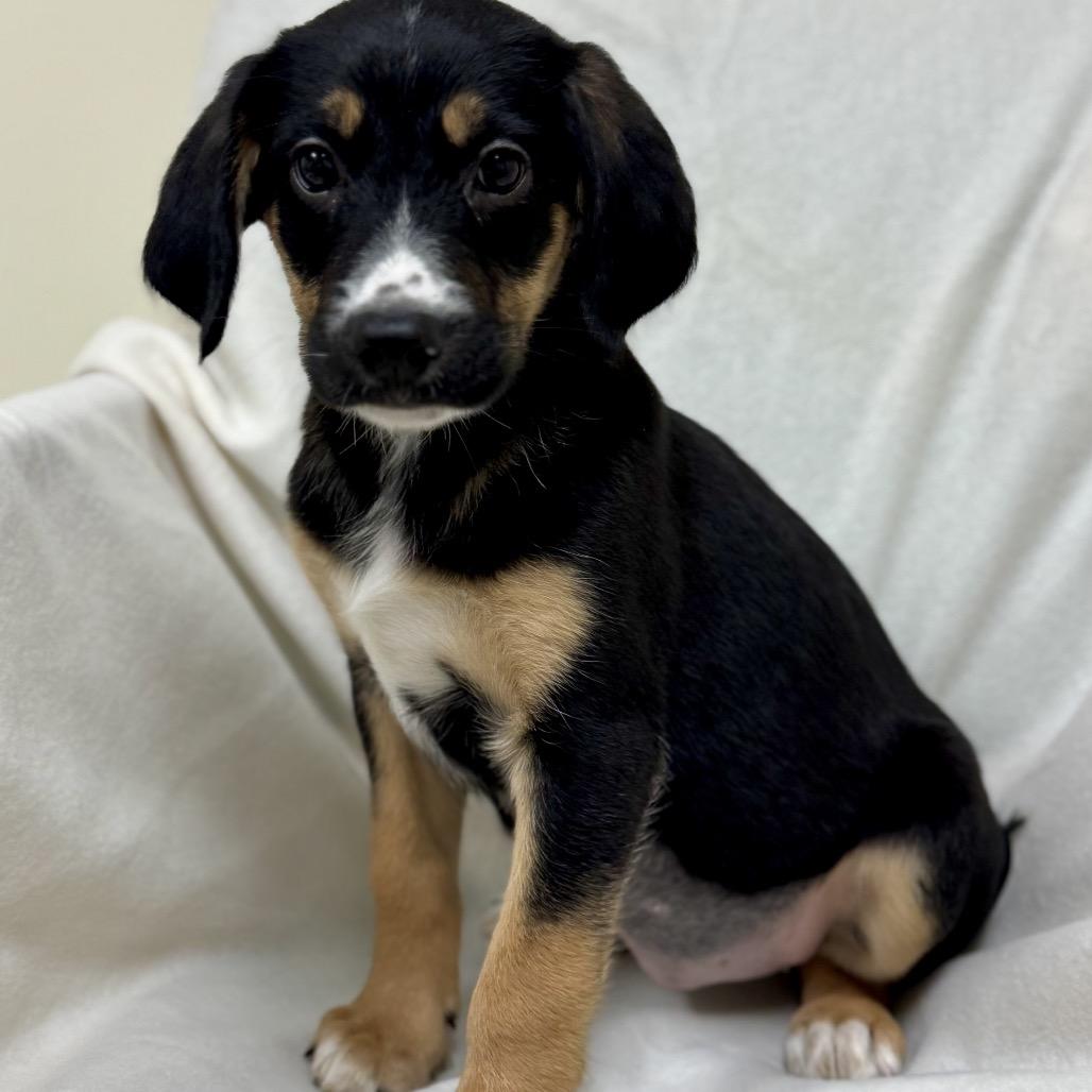 Coral, a Adoptable Labrador Retriever in La Grange, KY image 2/6