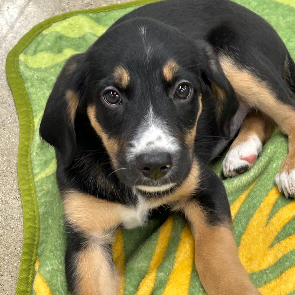 Coral, a Adoptable Labrador Retriever in La Grange, KY image 3/6