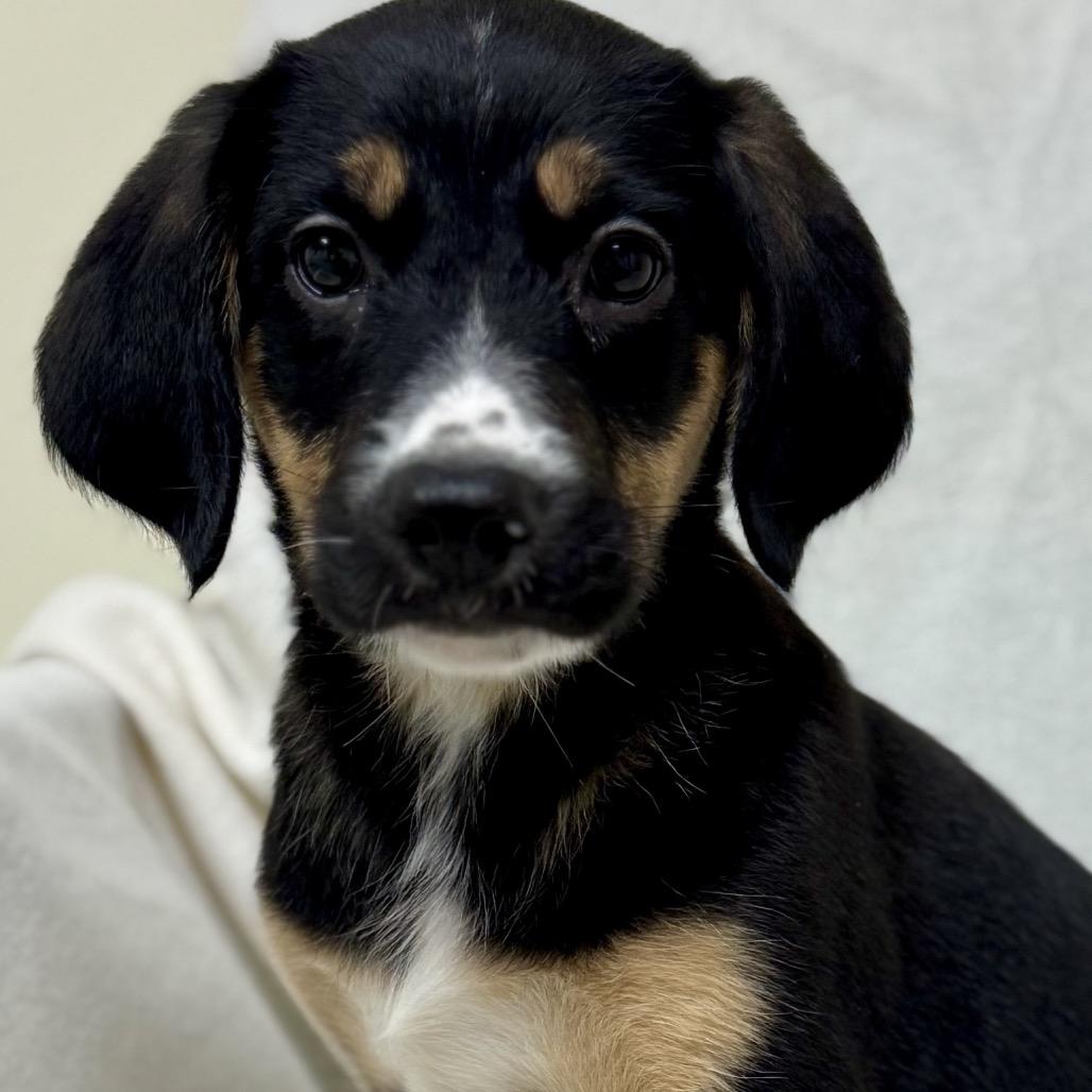 Coral, a Adoptable Labrador Retriever in La Grange, KY image 4/6