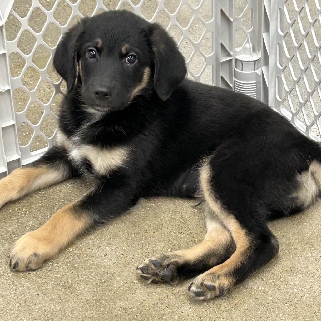 Coral, a Adoptable Labrador Retriever in La Grange, KY image 6/6