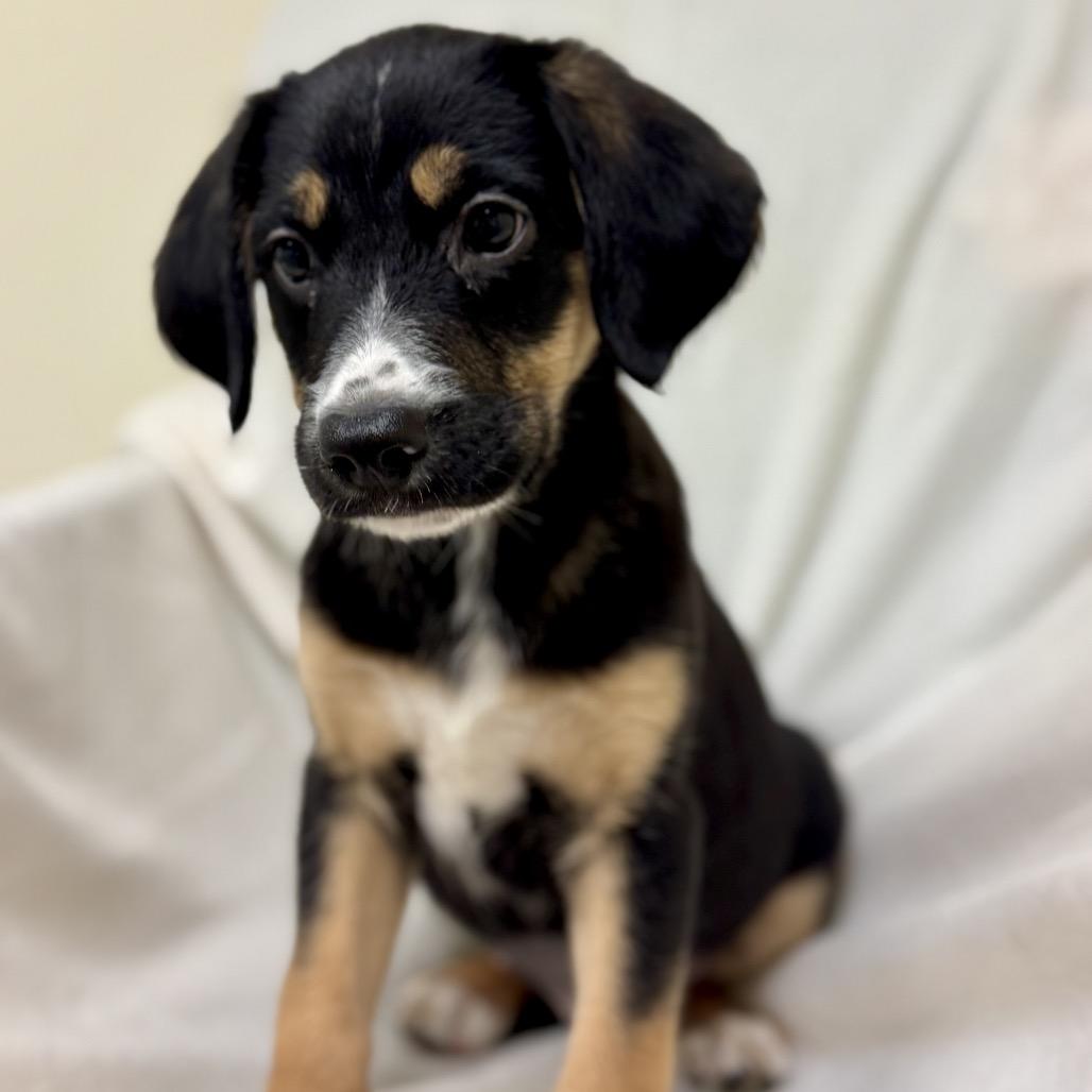 Coral, Adoptable, Puppy Female Labrador Retriever.