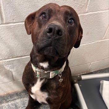 Enlarge Loki, a Adoptable Mixed Breed in Jeffersonville, IN image 1/4