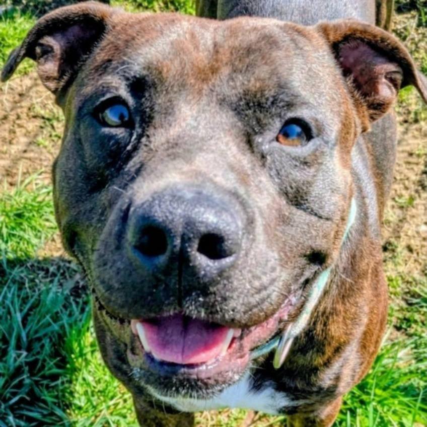 Enlarge Loki, a Adoptable Mixed Breed in Jeffersonville, IN image 2/4