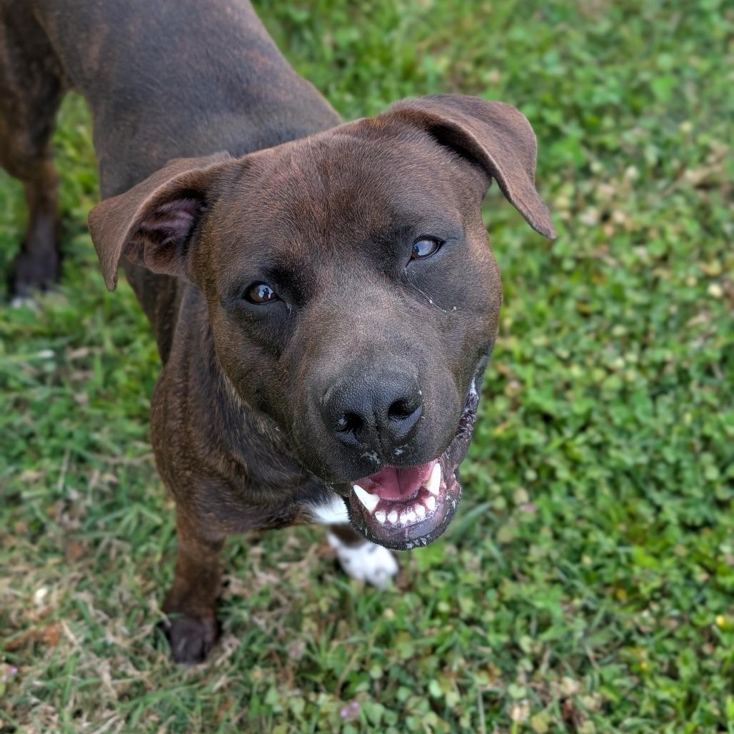 Enlarge Loki, a Adoptable Mixed Breed in Jeffersonville, IN image 3/5