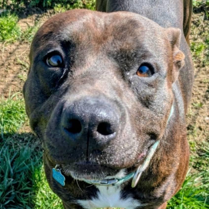 Enlarge Loki, a Adoptable Mixed Breed in Jeffersonville, IN image 3/4